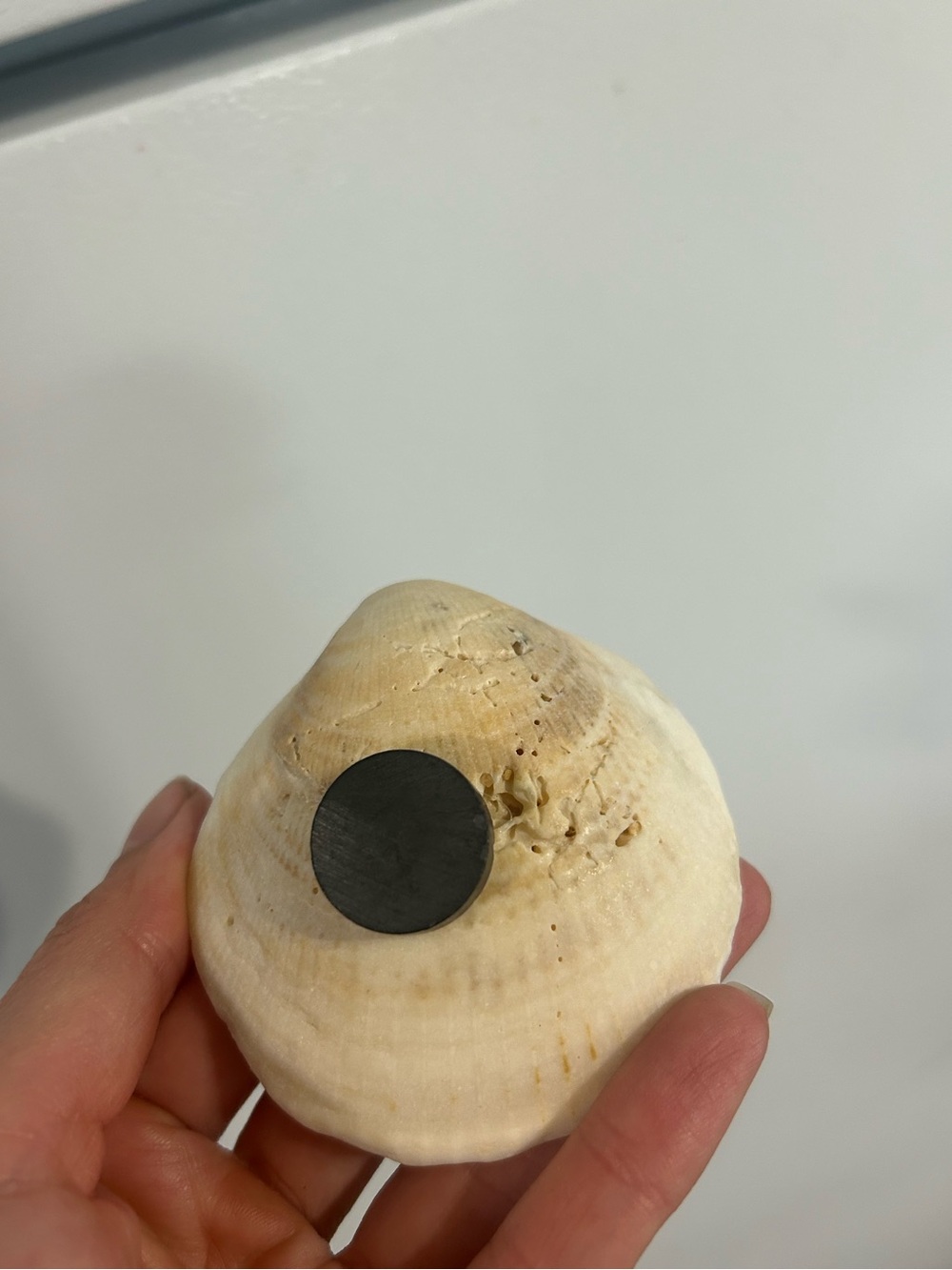Vintage Shell Magnet - Picture 3 of 3